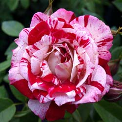 Rosal 'Pirate'
